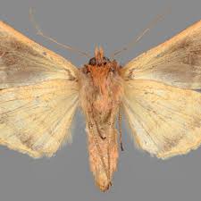 Attēlu rezultāti vaicājumam “Autographa excelsa”