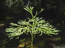 Attēlu rezultāti vaicājumam “Diphasium complanatum”