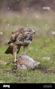 Attēlu rezultāti vaicājumam “Buteo buteo adult”