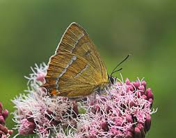 Attēlu rezultāti vaicājumam “Thecla betulae”