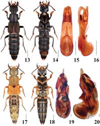 Attēlu rezultāti vaicājumam “Platydracus fulvipes”
