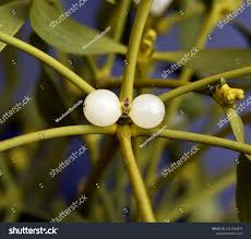 Attēlu rezultāti vaicājumam “Viscum album fruit”