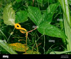 Attēlu rezultāti vaicājumam “Triphragmium ulmariae”