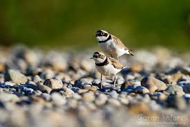 Attēlu rezultāti vaicājumam “Charadrius dubius”
