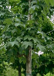 Attēlu rezultāti vaicājumam “Acer pseudoplatanus”