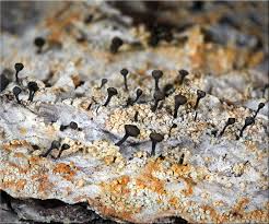 Attēlu rezultāti vaicājumam “Chaenotheca ferruginea”