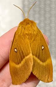 Attēlu rezultāti vaicājumam “Lasiocampa quercus”