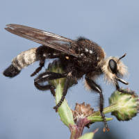 Attēlu rezultāti vaicājumam “Laphria gibbosa”