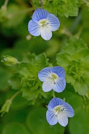 Attēlu rezultāti vaicājumam “Veronica persica”