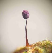 Attēlu rezultāti vaicājumam “Cribraria violacea macro”