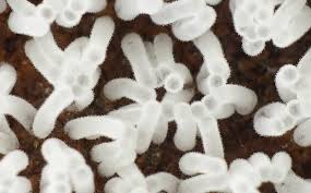 Attēlu rezultāti vaicājumam “Ceratiomyxa fruticulosa”