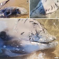 Image result for Ziphius cavirostris