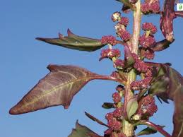Attēlu rezultāti vaicājumam “Chenopodium rubrum flower”