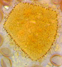 Attēlu rezultāti vaicājumam “Licea chelonoides sessile”