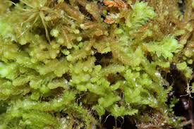 Attēlu rezultāti vaicājumam “Harpanthus scutatus”