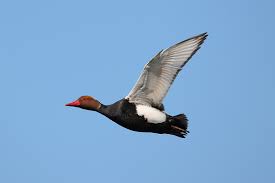 Image result for Netta rufina