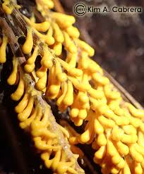 Attēlu rezultāti vaicājumam “Leocarpus fragilis”