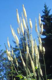 Image result for Silberkerze