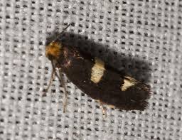 Attēlu rezultāti vaicājumam “Incurvaria oehlmanniella”