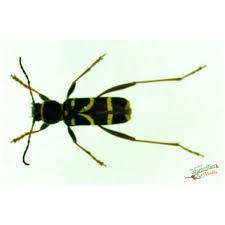 Attēlu rezultāti vaicājumam “Clytus arietis”