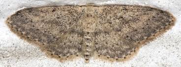 Attēlu rezultāti vaicājumam “Idaea seriata”