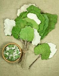 Attēlu rezultāti vaicājumam “Tussilago farfara leaf”