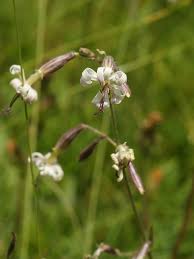 Attēlu rezultāti vaicājumam “Silene nutans flower”