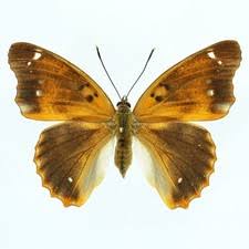 Attēlu rezultāti vaicājumam “Apatura ilia female”