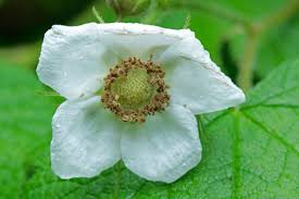 Attēlu rezultāti vaicājumam “Rubus parviflorus fruit”