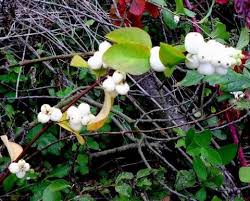 Attēlu rezultāti vaicājumam “Symphytocarpus impexus”