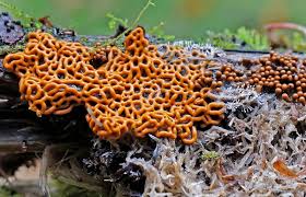 Attēlu rezultāti vaicājumam “myxomicetes”