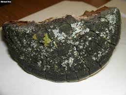 Attēlu rezultāti vaicājumam “Phellinus tremulae”