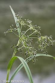 Attēlu rezultāti vaicājumam “Scirpus sylvaticus flower”