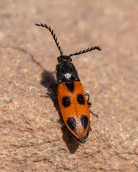 Attēlu rezultāti vaicājumam “Elateridae”