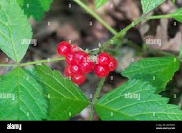 Attēlu rezultāti vaicājumam “Rubus saxatilis fruit”