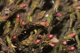 Attēlu rezultāti vaicājumam “Schistidium robustum”