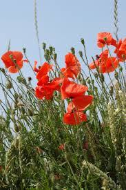 Attēlu rezultāti vaicājumam “Papaver rhoeas”