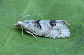 Attēlu rezultāti vaicājumam “Epinotia bilunana”