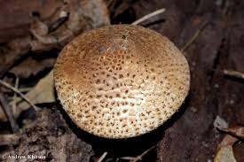 Attēlu rezultāti vaicājumam “Lepiota aspera”