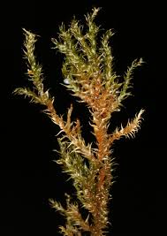 Attēlu rezultāti vaicājumam “Campyliadelphus elodes”