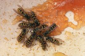 Attēlu rezultāti vaicājumam “Vespula germanica male”