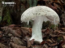 Attēlu rezultāti vaicājumam “Amanita strobiliformis”