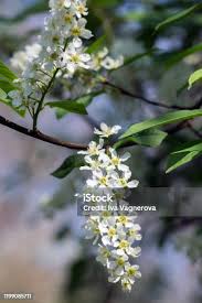 Attēlu rezultāti vaicājumam “Prunus padus var. roseiflora flower”