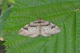 Attēlu rezultāti vaicājumam “Catarhoe rubidata”