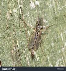 Attēlu rezultāti vaicājumam “Chironomidae imago”