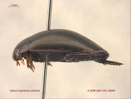 Attēlu rezultāti vaicājumam “Ilybius sp.”