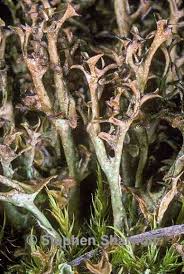 Attēlu rezultāti vaicājumam “Cetraria islandica”