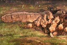 Attēlu rezultāti vaicājumam “Ceriporiopsis resinascens”