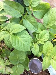 Attēlu rezultāti vaicājumam “Solanum tuberosum leaf”