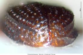 Attēlu rezultāti vaicājumam “Dienerella elongata”